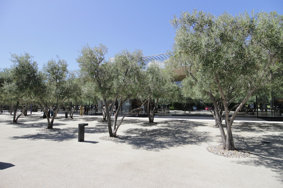 AppleのAI戦略が転換点へ：Siri AIとGoogle Gemini連携の全貌 - Olive trees in a sunny park with a modern building.